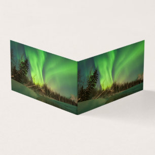 Aurora d'épinette penchée