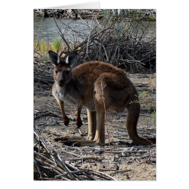 Aussie Bush Kangaroo, (Devant)