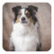 Aussie Chien Chien Chien Chien Assiette Australian