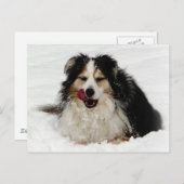 Aussie Dog Tongue Briefkaart (Voorkant / Achterkant)