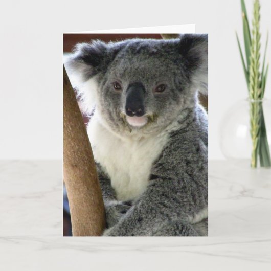 aussie koala kaart (Voorkant)