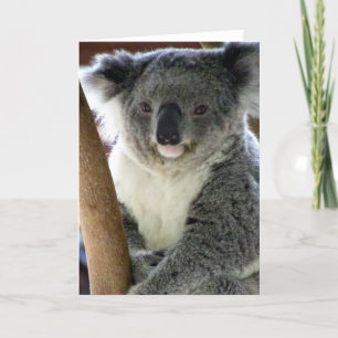 aussie koala kaart