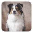 Aussie Puppy Dog Waterverf Australian Shepherd