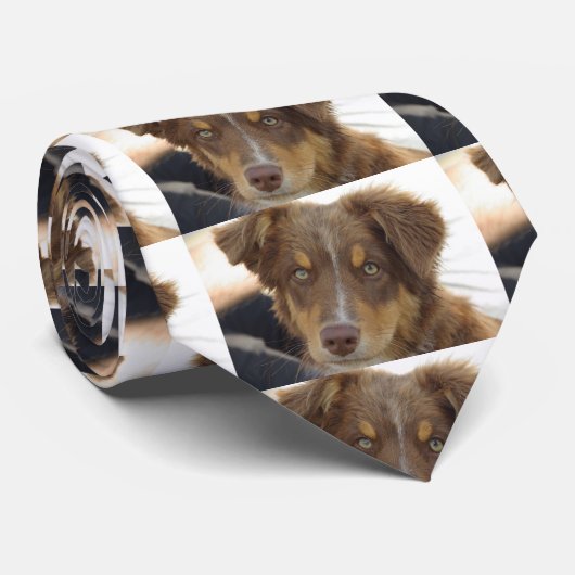 aussie red tri pup stropdas (Opgerold)