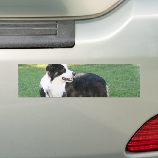 Aussie Shepherd Bumperstickers (Op auto)