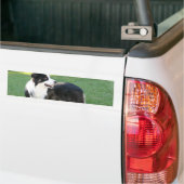 Aussie Shepherd Bumperstickers (Op Truck)