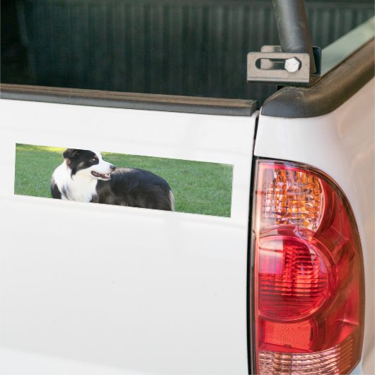 Aussie Shepherd Bumperstickers (Op Truck)