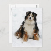 Aussie Shepherd Dog in Snow Briefkaart (Voorkant / Achterkant)