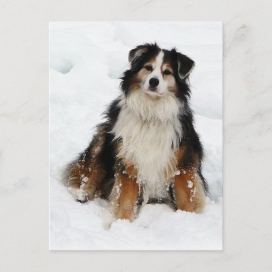 Aussie Shepherd Dog in Snow Briefkaart (Voorkant)