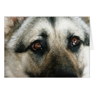 Aussie Sluiten Eyes
