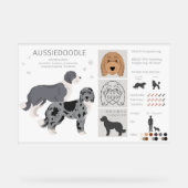 Aussiedoodle chien mélange (Recto)