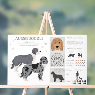 Aussiedoodle chien mélange