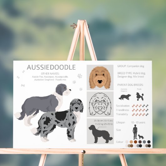Aussiedoodle chien mélange (Neutre)