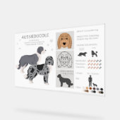 Aussiedoodle chien mélange (Angle)