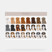 Aussiedoodle dog mix (Recto)