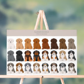 Aussiedoodle dog mix (Neutre)