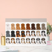 Aussiedoodle dog mix (Mariage)