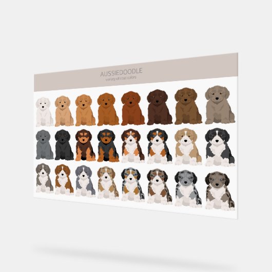 Aussiedoodle dog mix (Angle)