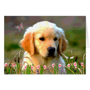 Austin le Labrador d'or