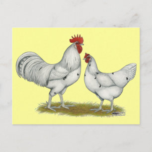 Austra White Chickens Briefkaart