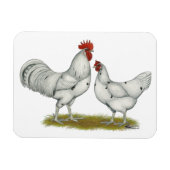Austra White Chickens Magneet (Horizontaal)
