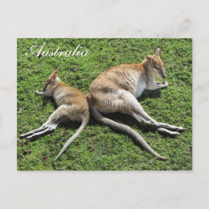 Australia Cute Wallaby Briefkaart