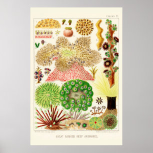 Australia Great Barrier Reef Poster