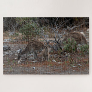 Australia Kangaroo Family: Mam, Pa, Baby Joey Legpuzzel