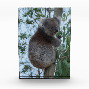 Australia Kangaroo Island Cute Koala in een boom Fotoblokken