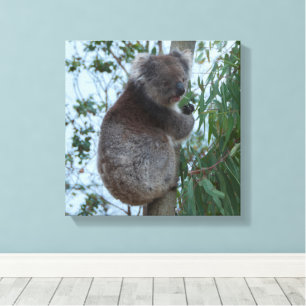 Australia Kangaroo Island Koala in een boom Canvas Afdruk