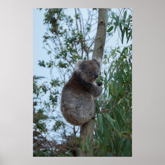 Australia Kangaroo Island Koala in een boom Poster (Voorkant)