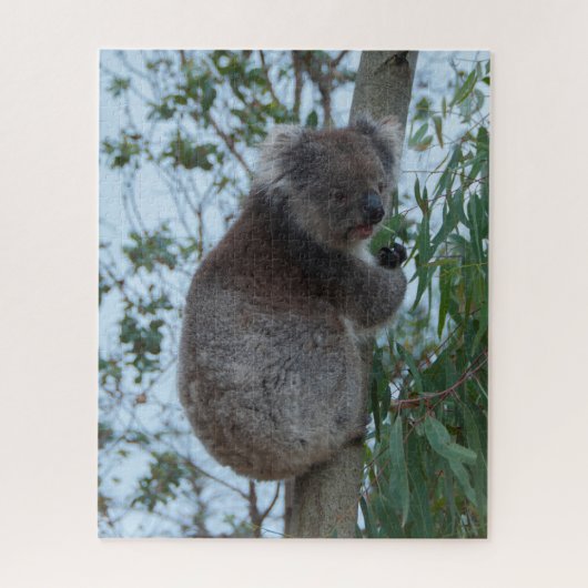 Australia Kangaroo Island Koala Tree, 520 stuks Legpuzzel (Verticaal)