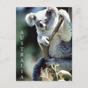 Australia Koala Beer Briefkaart