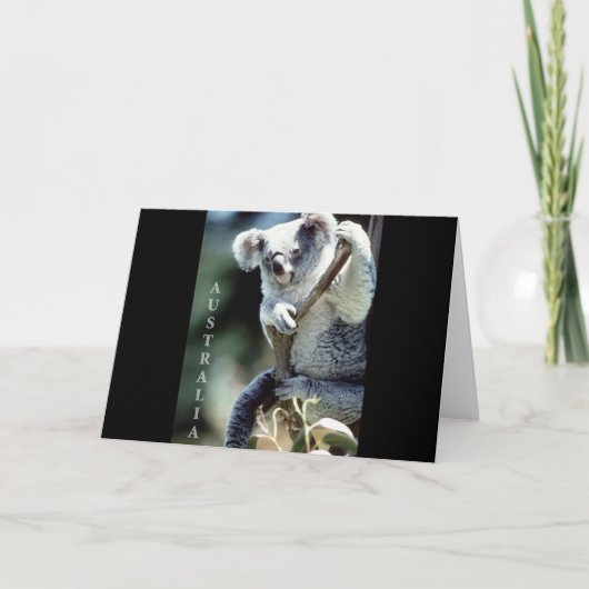 Australia Koala Beer Kaart (Voorkant)
