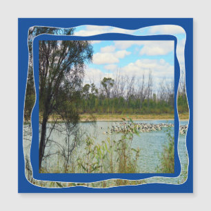 Australia Pelican Flock River Murray