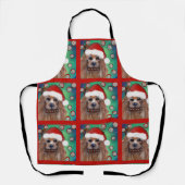 AUSTRALIAANSE TERRIER SCHORT (Voorkant)