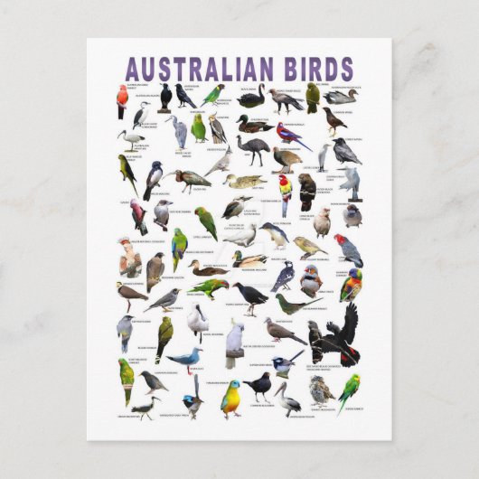 Australian Birds Chart briefkaart (Voorkant)
