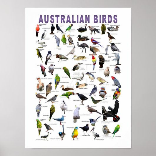 Australian Birds Chart poster (Voorkant)