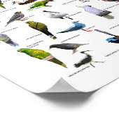 Australian Birds Chart poster (Hoek)