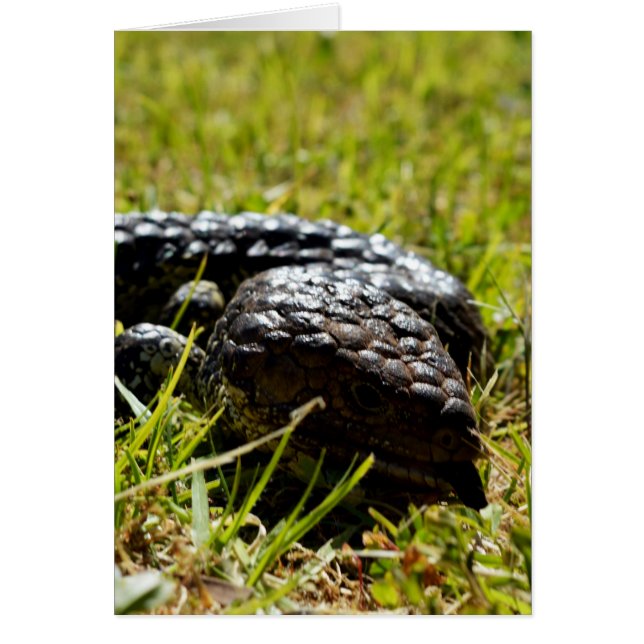 Australian Blue Tongue Lizard (Voorkant)
