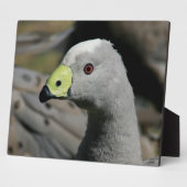 Australian Cape Barren Goose Fotoplaat (Zijkant)