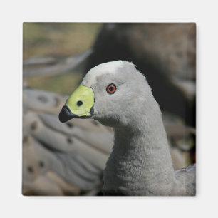 Australian Cape Barren Goose Magneet