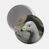 Australian Cape Barren Goose Magneet (Voorkant / Achterkant)