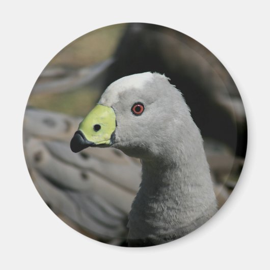Australian Cape Barren Goose Magneet (Voorkant)