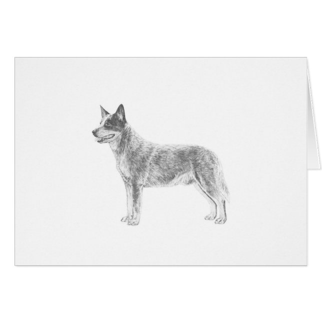 Australian Cattle Dog (Voorkant Horizontaal)