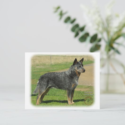 Australian Cattle Dog 9F060D-06 Briefkaart (Staand voorkant)