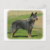 Australian Cattle Dog 9F060D-06 Briefkaart (Voorkant)
