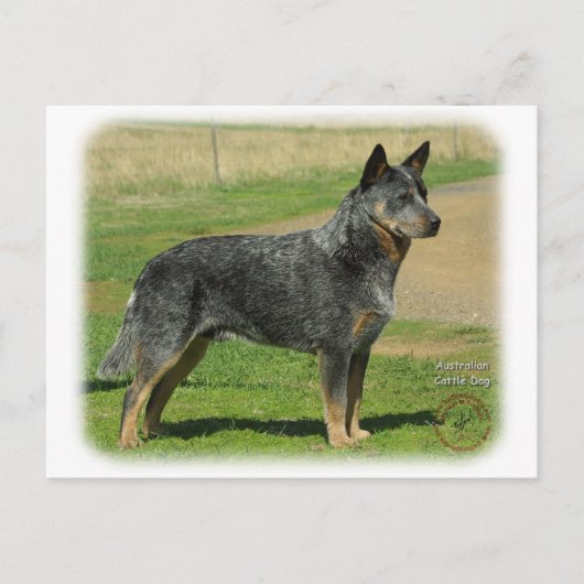 Australian Cattle Dog 9F060D-06 Briefkaart (Voorkant)