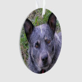 Australian_cattle_dog blue.png (devant)