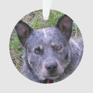 Australian_cattle_dog blue.png